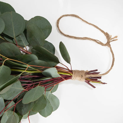 Fresh Silver Dollar Eucalyptus 10 Stems Bunch